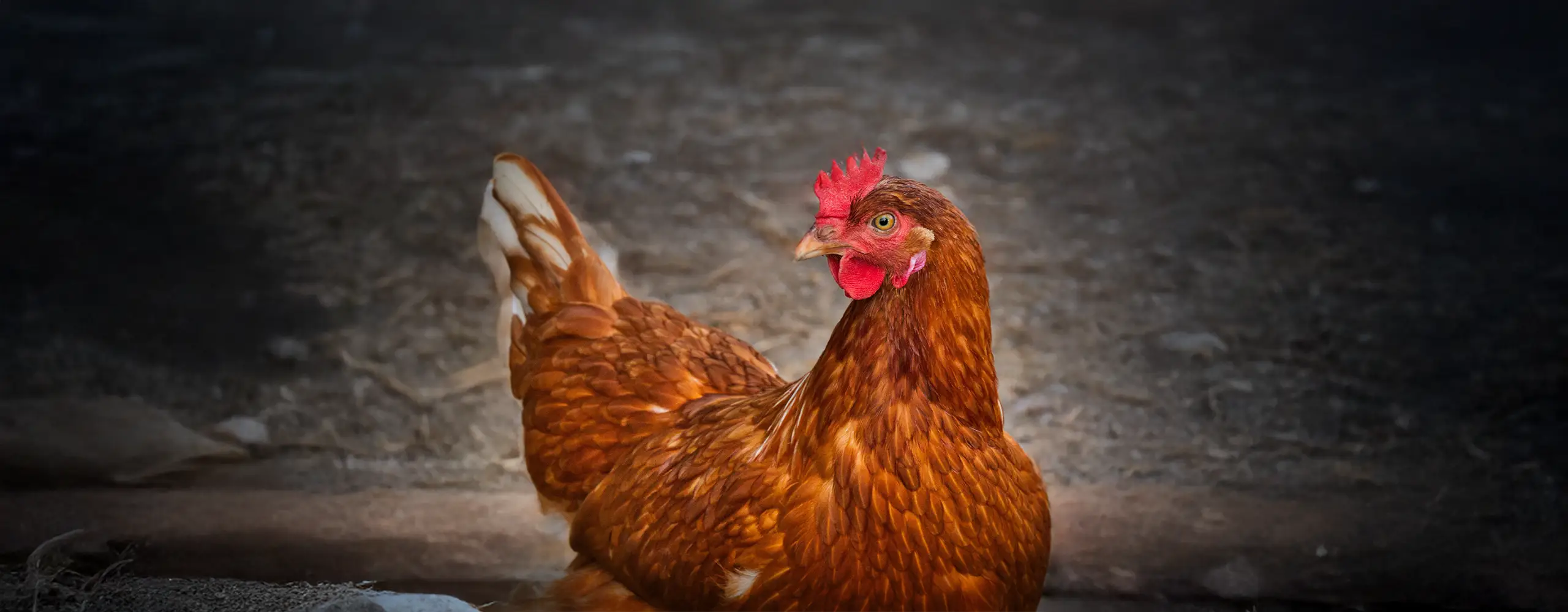 Eine braune Henne mit rotem Kamm steht auf einem sandigen Untergrund und blickt zur Seite.