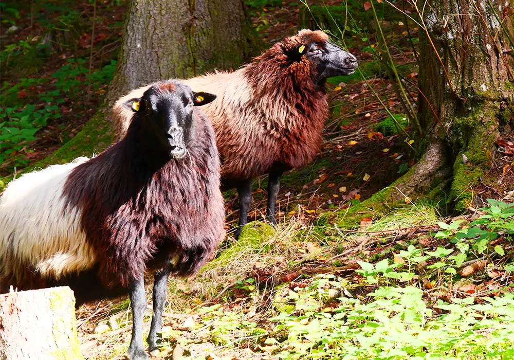Zwei braune Schafe mit dunklen Gesichtern stehen im sonnigen, grünen Wald auf moosigem Boden.