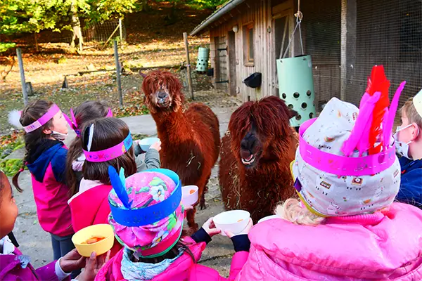 Kinder mit bunten Hüten füttern zwei braune Alpakas vor einem Holzstall auf einem Bauernhof.