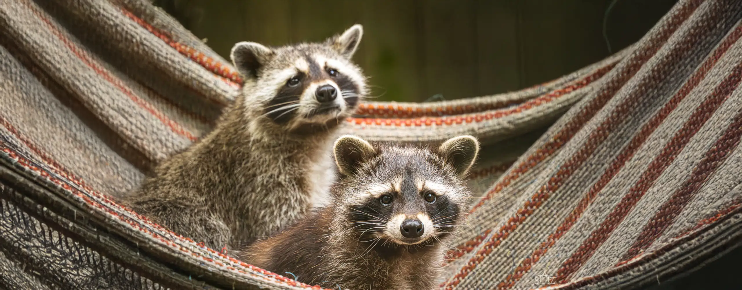 Zwei Waschb&auml;ren sitzen zusammen auf einer H&auml;ngematte und schauen in unterschiedliche Richtungen.