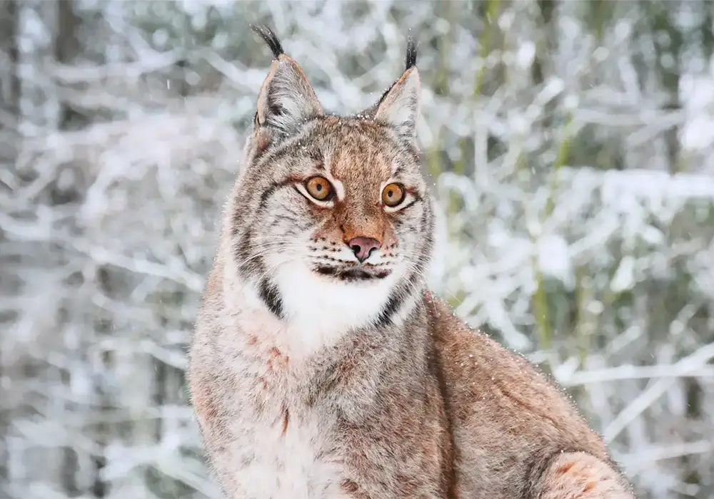 Ein Luchs sitzt im verschneiten Wald, sein Fell ist braun-grau und er blickt aufmerksam nach vorne.