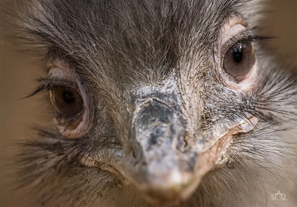 Nahaufnahme eines Vogels mit grauem Gefieder, betontem Schnabel und großen, ausdrucksstarken Augen.