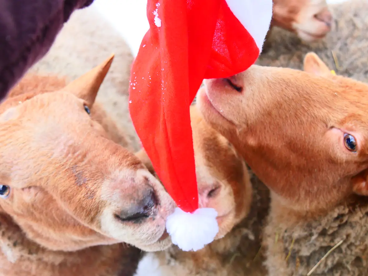 Drei braune Pferde beschnuppern eine rote Weihnachtsm&uuml;tze mit wei&szlig;em Bommel.