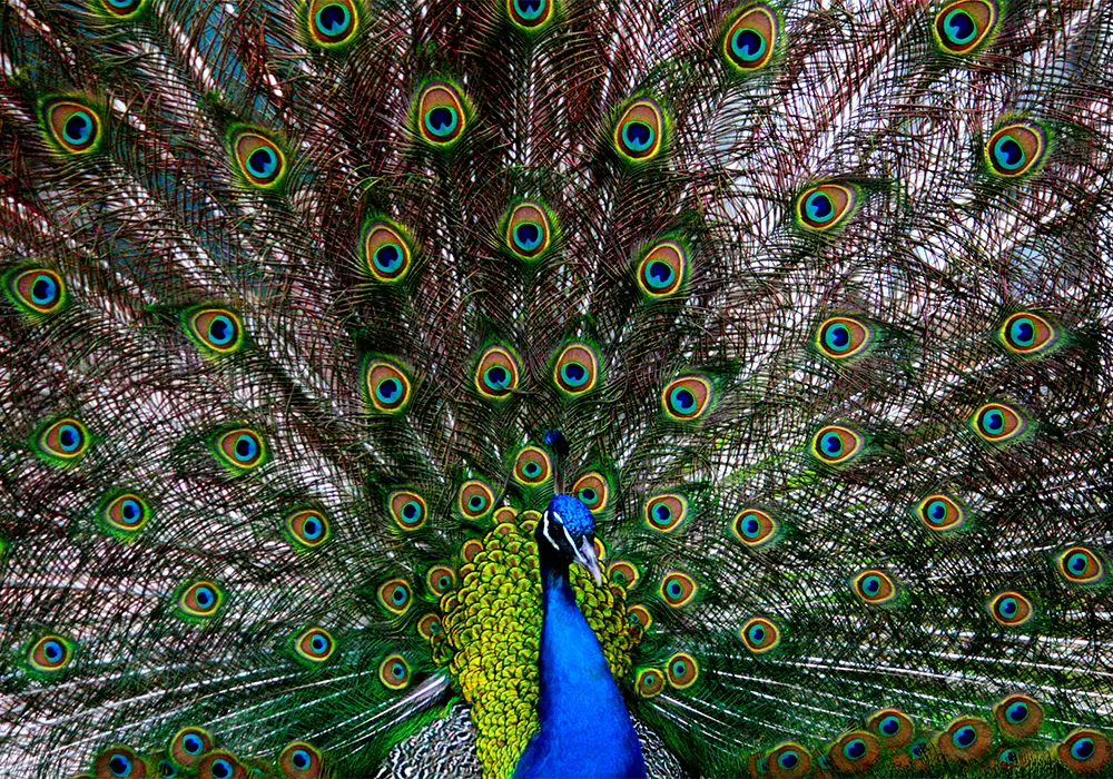 Ein Pfau mit ausgebreitetem, farbenfrohem Federkleid zeigt seine auffälligen Augenmuster.