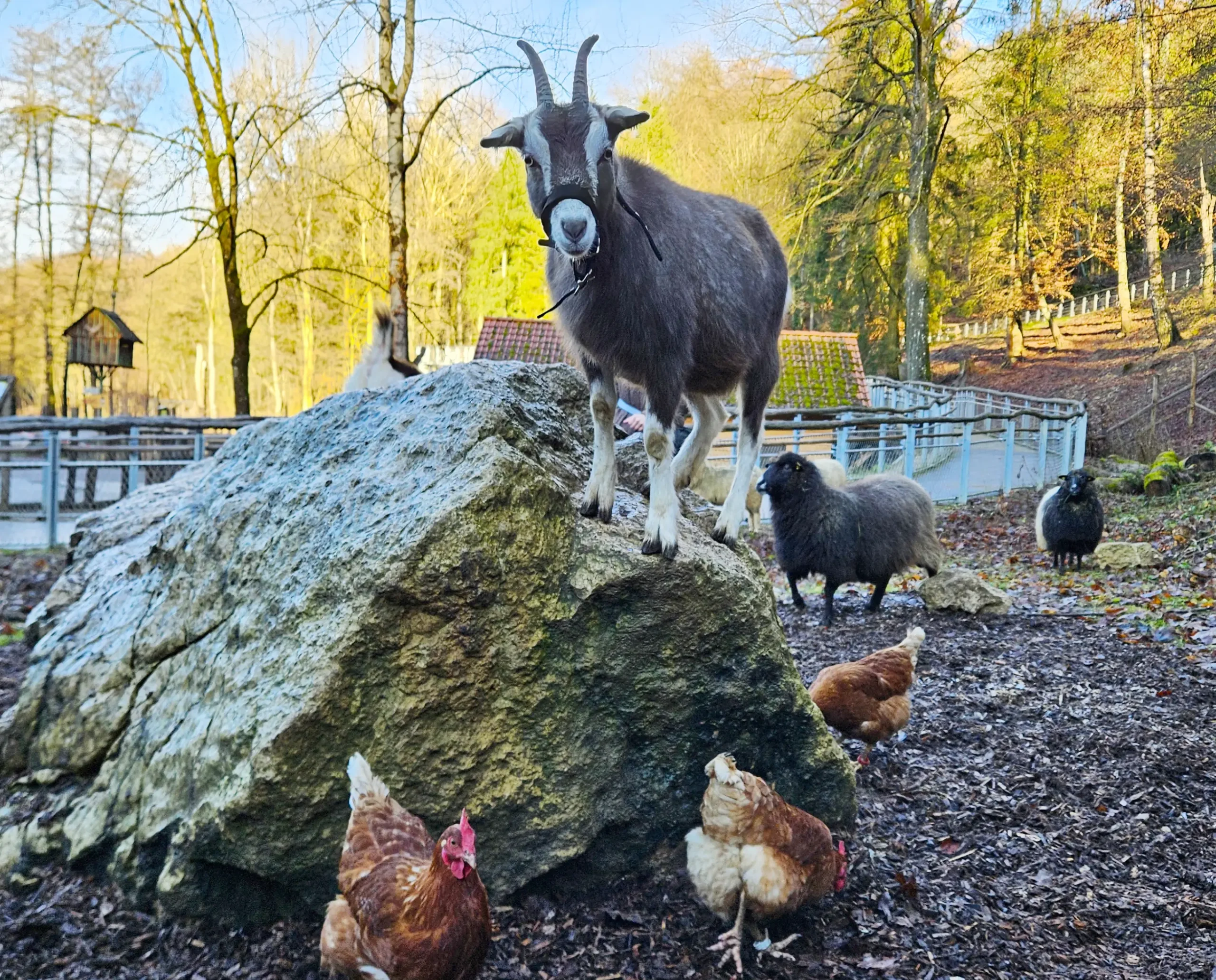 Eine Ziege steht auf einem gro&szlig;en Felsen, H&uuml;hner laufen davor herum, im Hintergrund weitere Tiere und B&auml;ume.