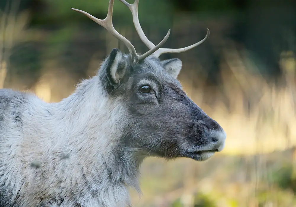 Ein Rentier mit Geweih blickt zur Seite, steht im Freien vor unscharfem Hintergrund.