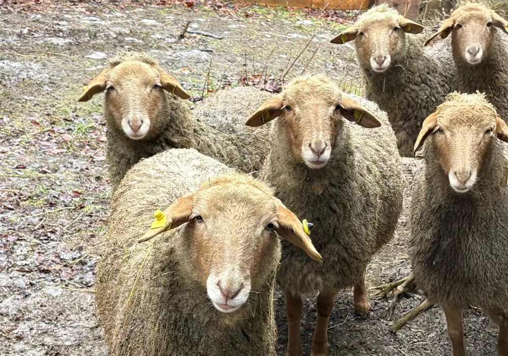 Fünf Schafe mit brauner Wolle stehen dicht beieinander auf schlammigem Boden und blicken direkt zur Kamera.