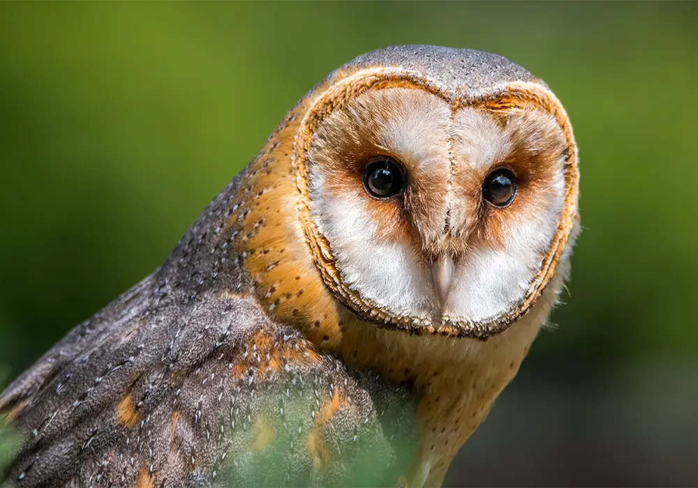Eine Schleiereule mit weißem Gesicht und braunem Gefieder sitzt vor unscharfem, grünem Hintergrund.
