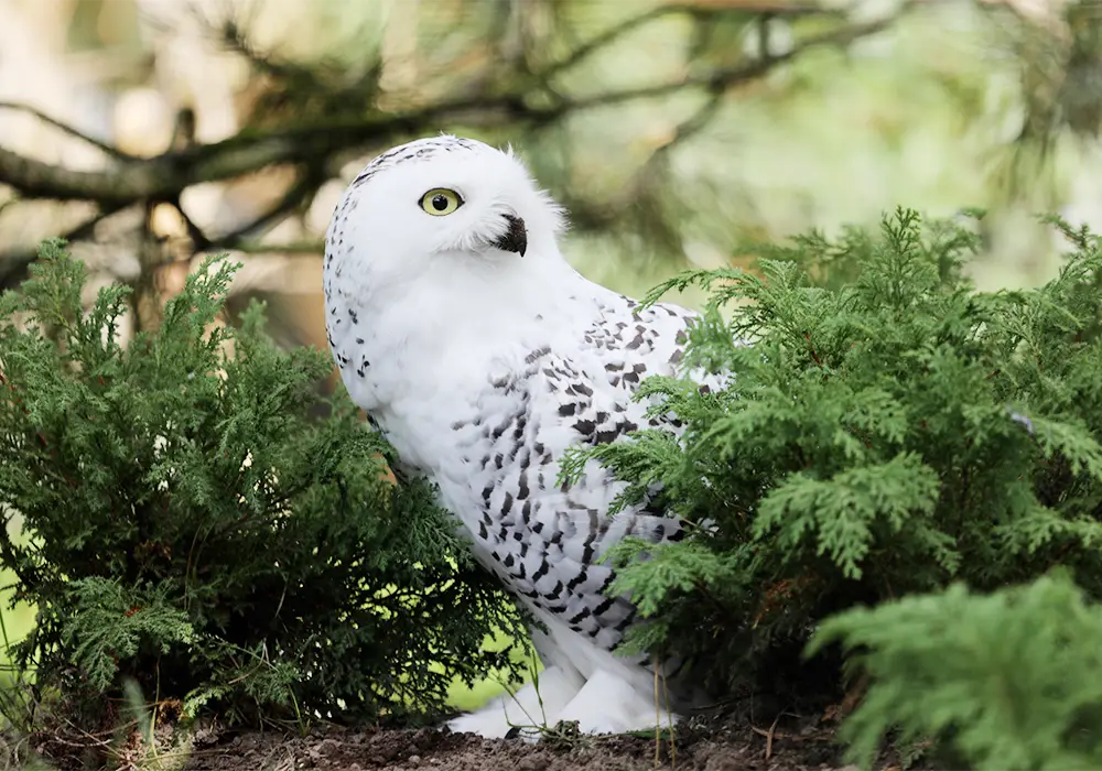 Eine Schneeeule sitzt auf dem Boden zwischen grünen Pflanzen und blickt nach links.