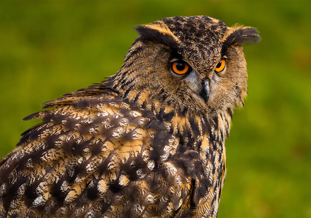 Eine braun-gemusterte Eule mit leuchtend orangefarbenen Augen sitzt vor einem unscharfen grünen Hintergrund.