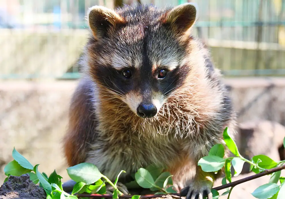Ein Waschbär sitzt auf einem Ast, umgeben von grünen Blättern, und schaut neugierig nach unten.