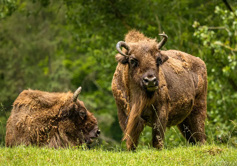 Zwei Wisente stehen auf einer grünen Wiese, umgeben von Bäumen und Pflanzen im Hintergrund.
