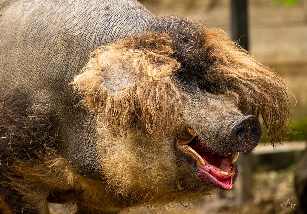 Ein Wollschwein mit dichtem, lockigem Fell steht draußen und schaut zur Seite.