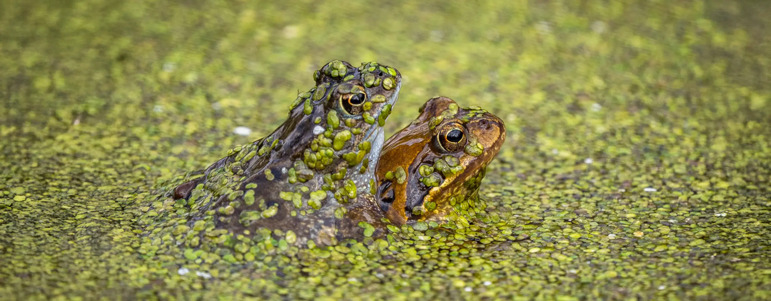 Zwei Frösche mit Wasserpflanzen auf ihrer Haut tauchen im Teich auf, umgeben von grünem Algenbewuchs.