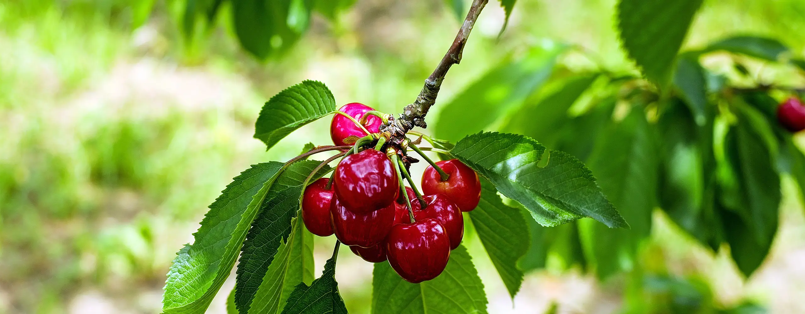 Ein Zweig mit reifen roten Kirschen und grünen Blättern, im Freien bei Tageslicht.