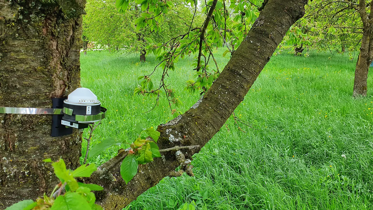 Eine Kamera ist an einem Baum in einer grünen Wiese befestigt. Im Hintergrund sind weitere Bäume und dichtes Gras zu sehen.