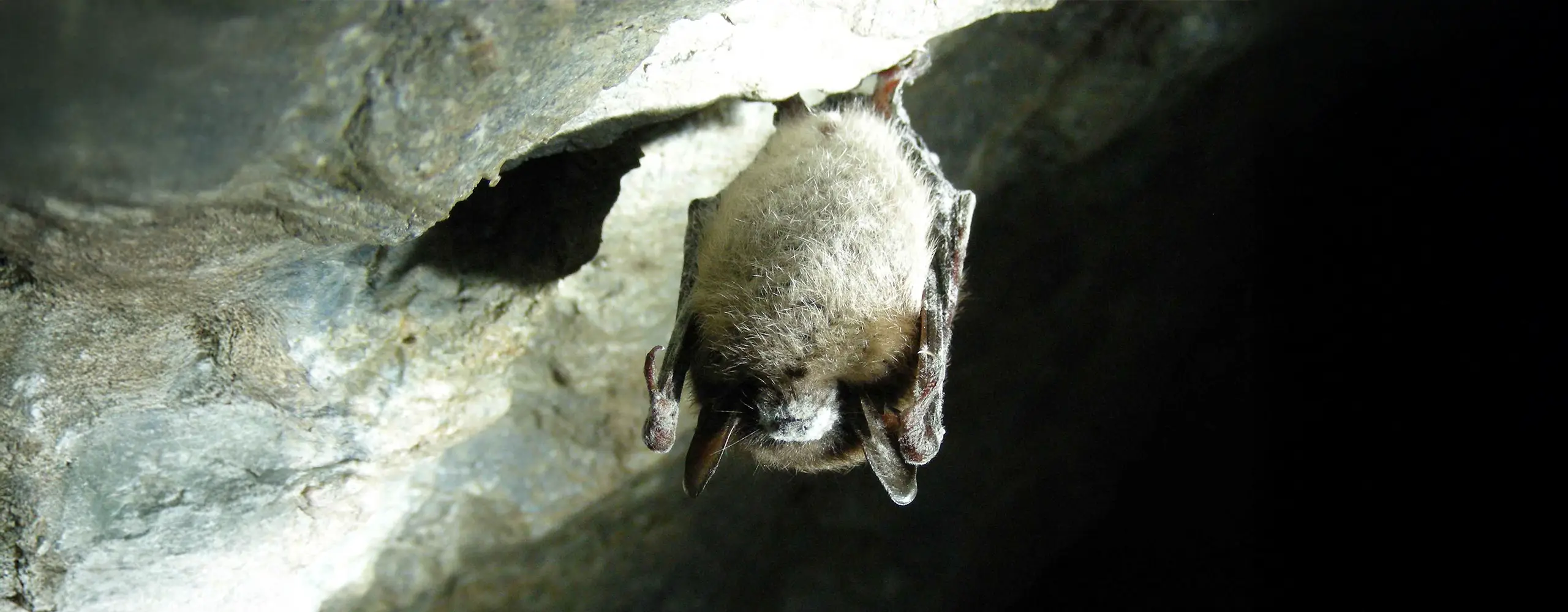 Fledermaus hängt kopfüber an der Decke einer Höhle.