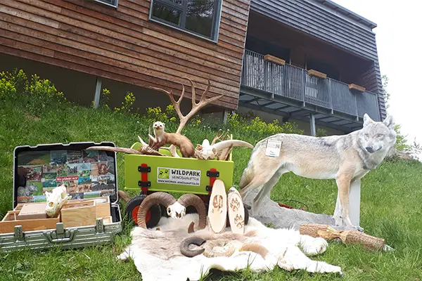Verschiedene Tierpräparate, Felle und Holzobjekte auf Gras vor einem Gebäude aus Holz, darunter ein ausgestopfter Wolf und ein Geweih.