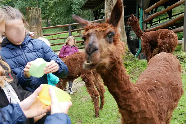 Braunes Lama steht auf einer Wiese vor mehreren Menschen, die bunte Gegenstände in den Händen halten; weitere Lamas im Hintergrund, ländliche Umgebung.