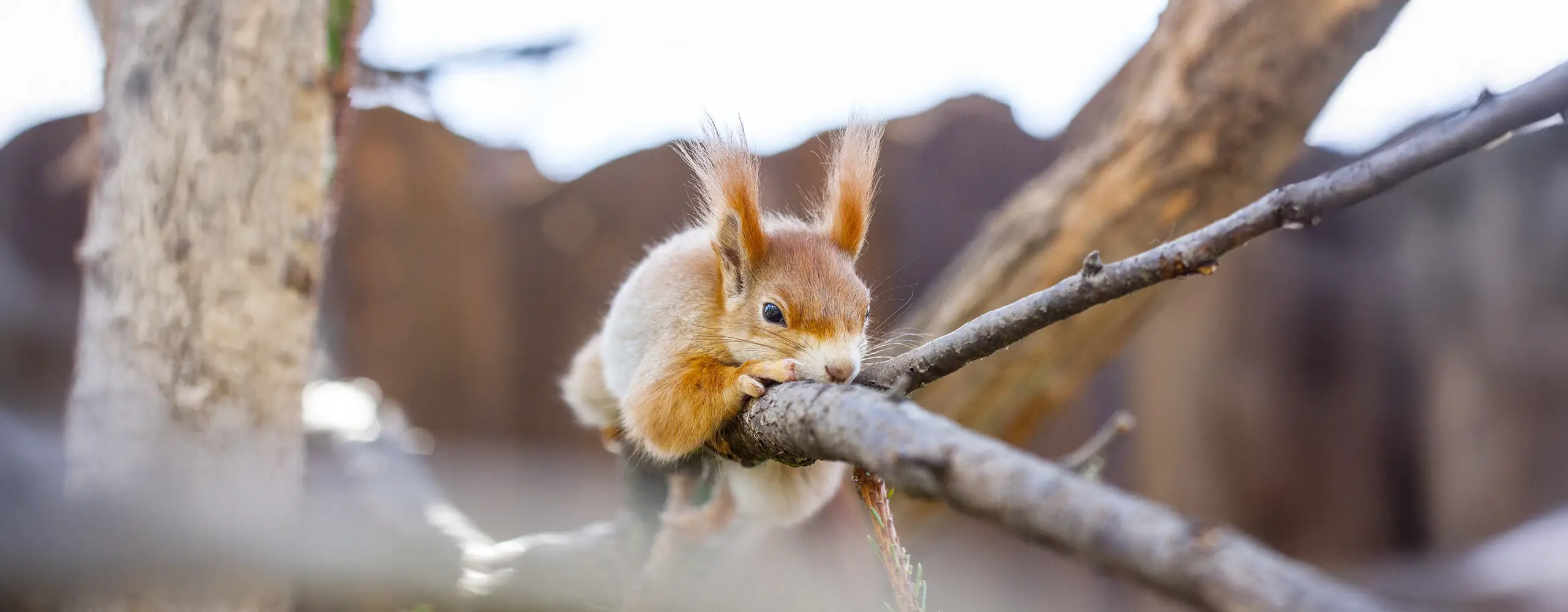 Ein rotes Eichhörnchen liegt entspannt auf einem Ast und blickt neugierig in die Kamera, mit unscharfem Hintergrund.