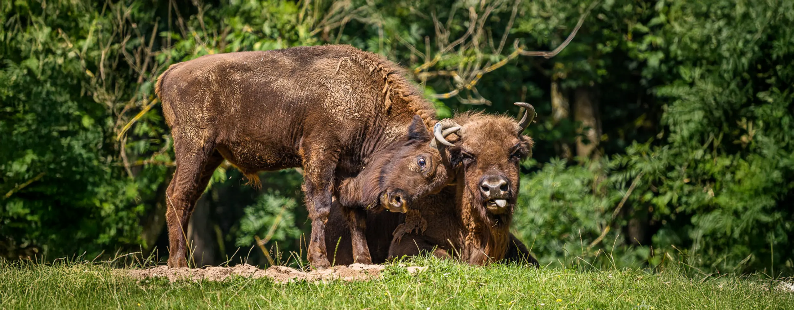 Zwei Wisente stehen nebeneinander auf einer Wiese, mit Bäumen im Hintergrund. Einer legt den Kopf auf den Rücken des anderen.