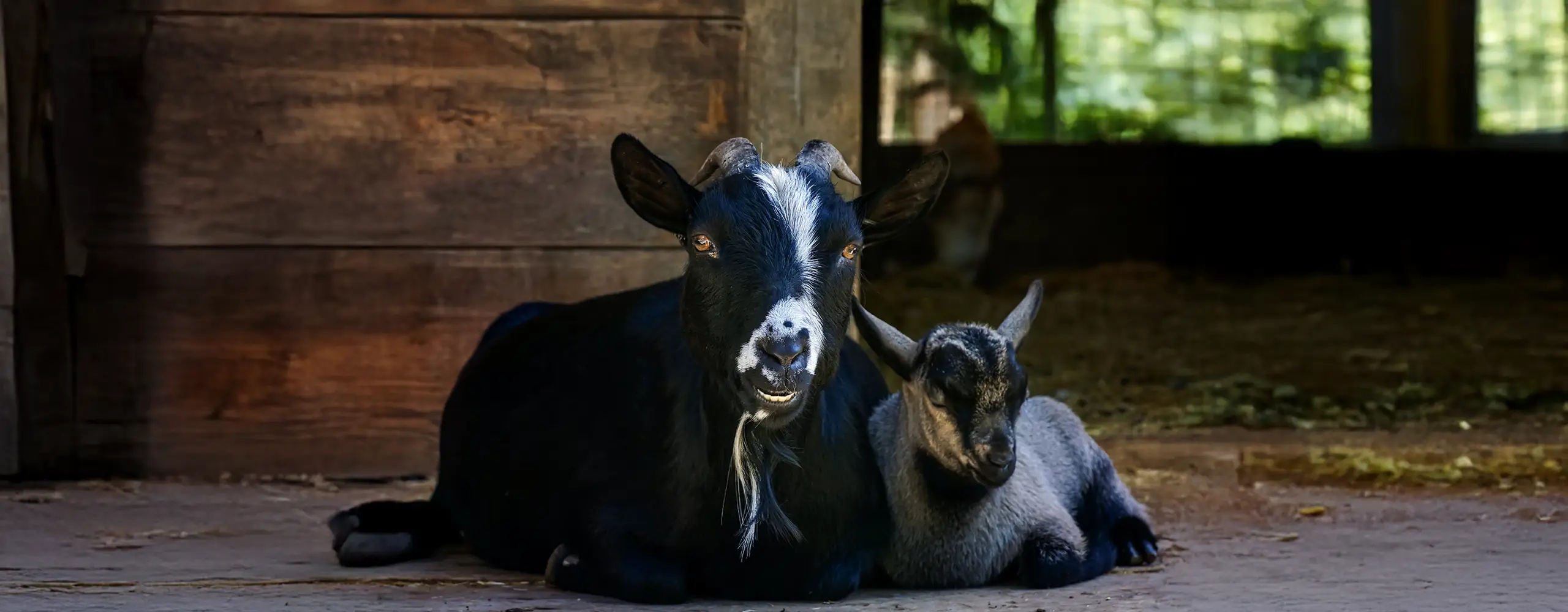 Zwei Ziegen liegen nebeneinander im Schatten vor einem Holzstall, eine erwachsene Ziege und ein Zicklein, beide entspannen sich.