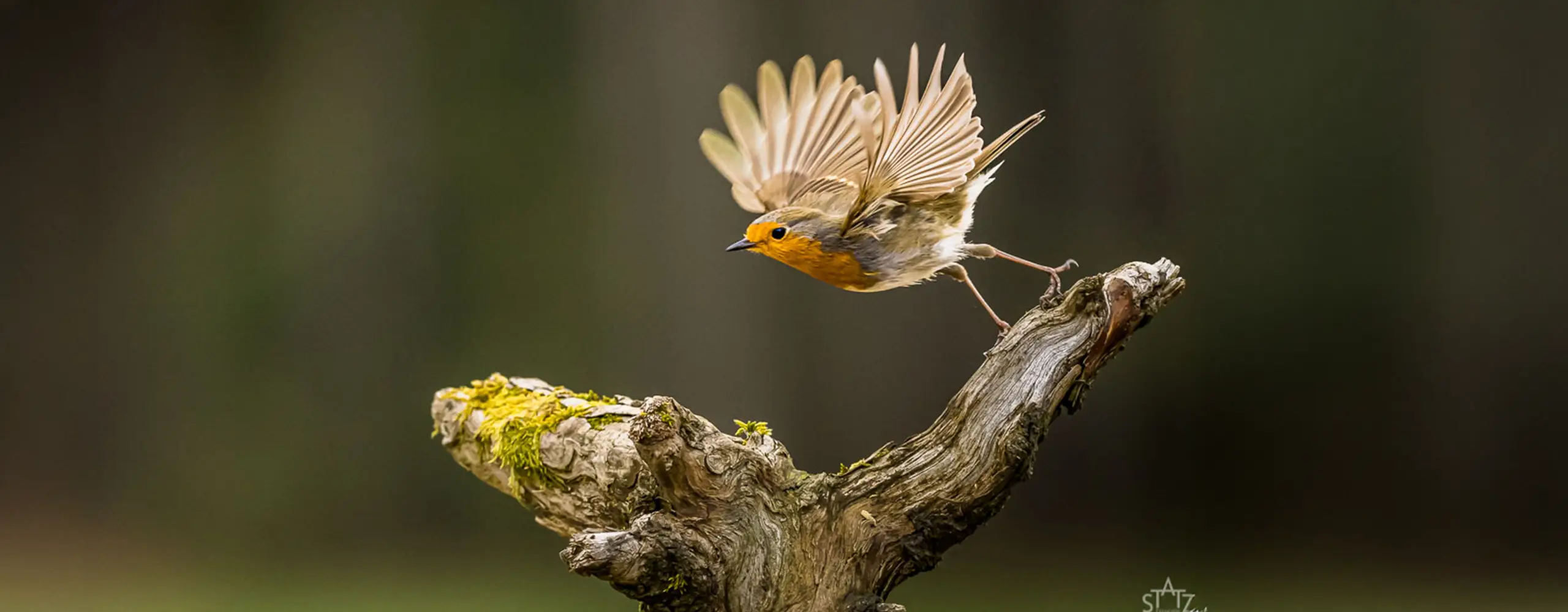 Ein Rotkehlchen fliegt von einem moosbedeckten Ast vor unscharfem grünem Hintergrund weg, die Flügel weit geöffnet.