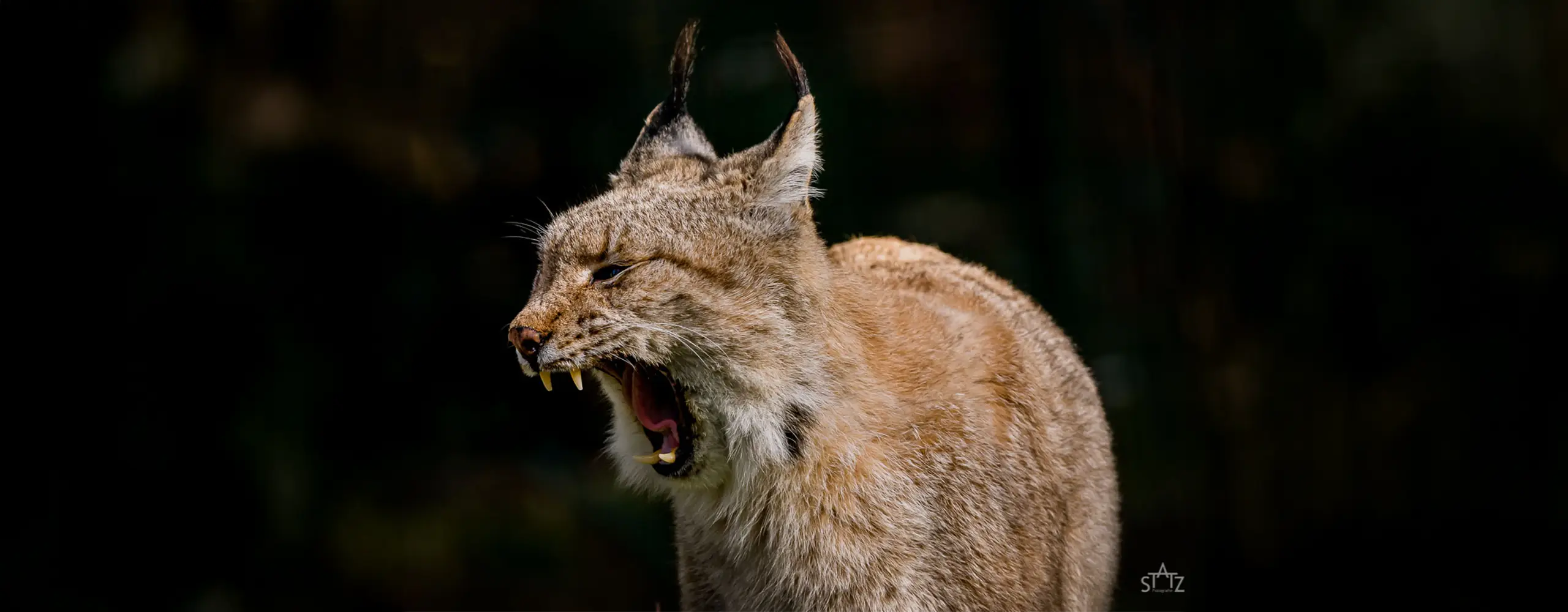 Ein Luchs mit offenem Maul, der die Zähne zeigt, vor einem dunklen Hintergrund.