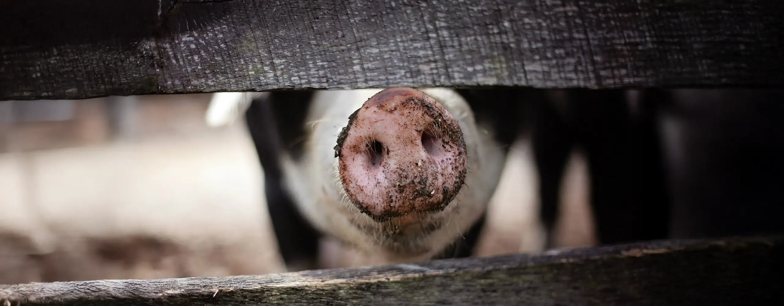 Eine Schweinenase schaut durch einen Zaun.