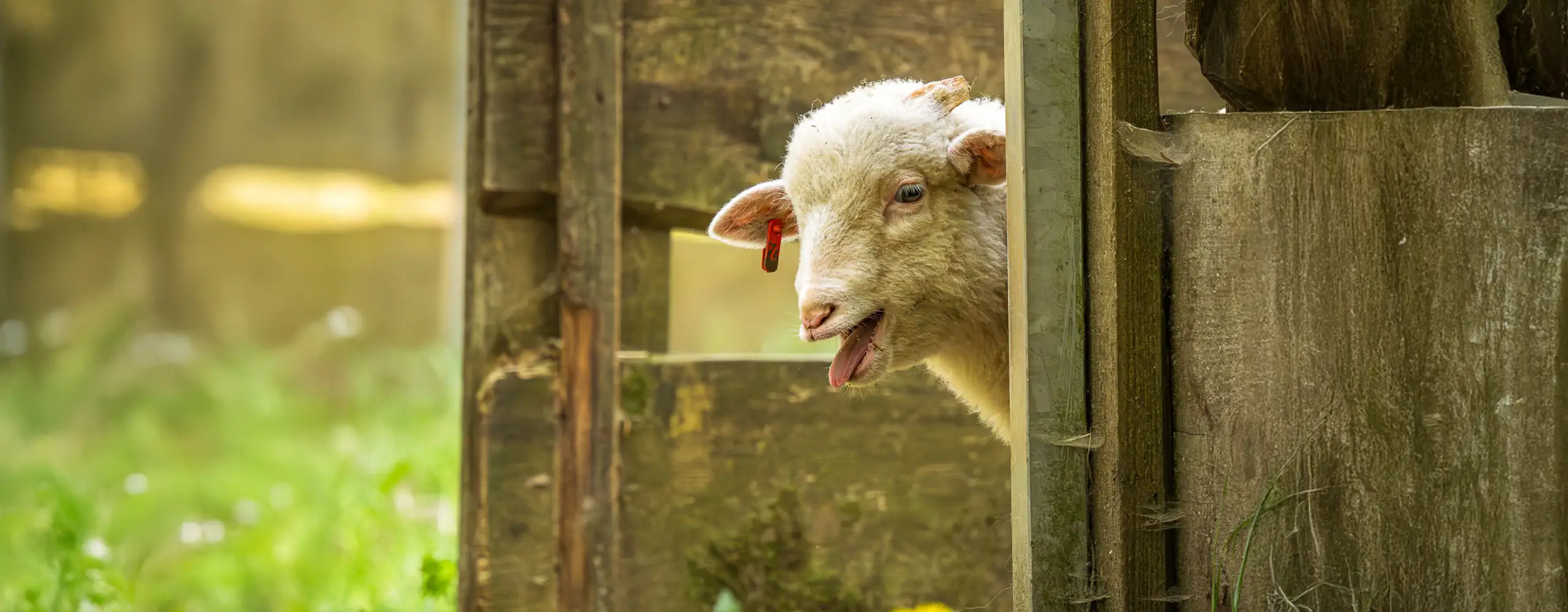 Ein Schaf steckt seinen Kopf durch einen Holzzaun und blickt neugierig heraus.
