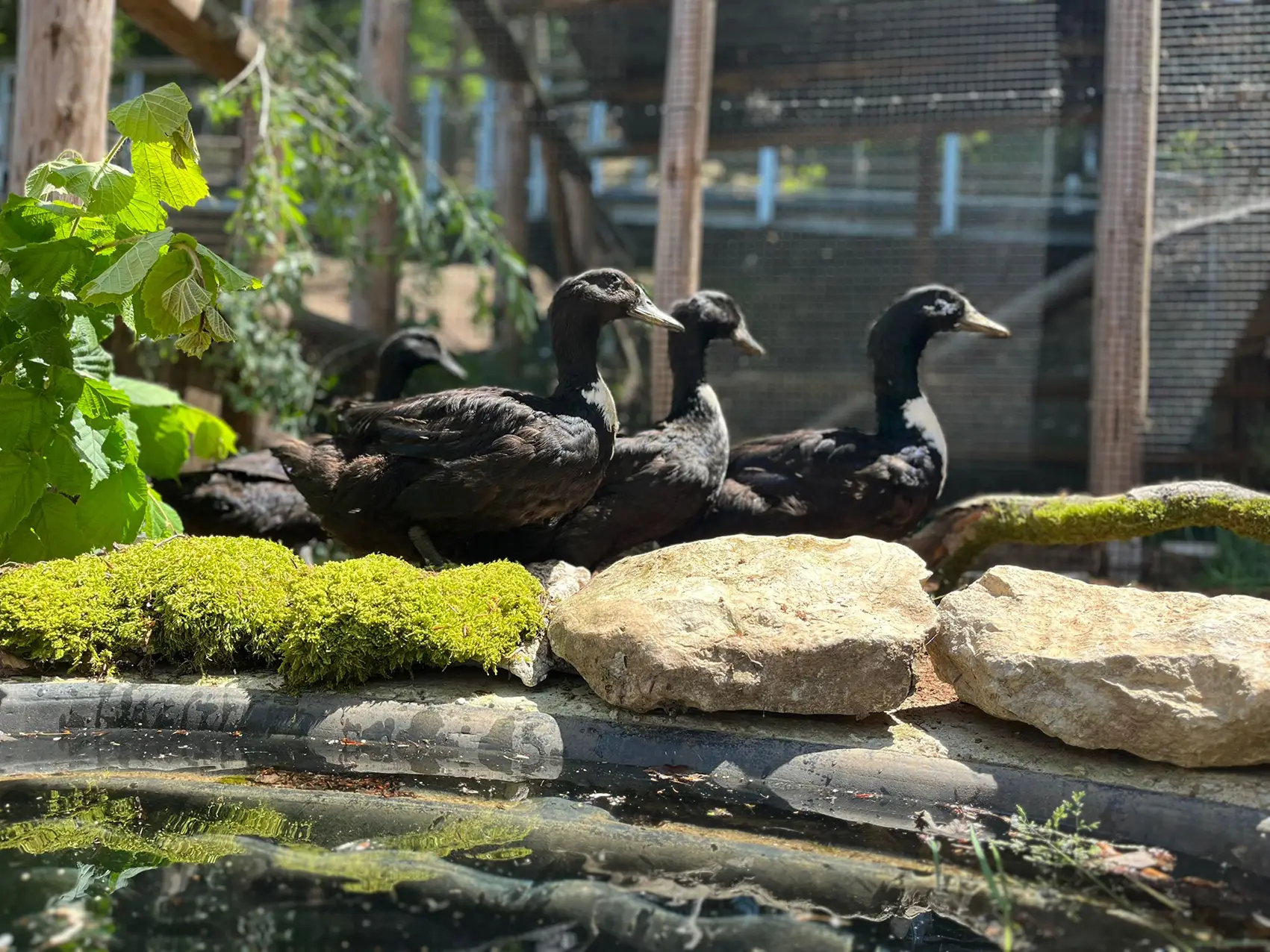 Mehrere schwarze Enten ruhen auf moosbedeckten Steinen am Rand eines kleinen Teichs im Freien, umgeben von grünem Laub und Holzstrukturen.