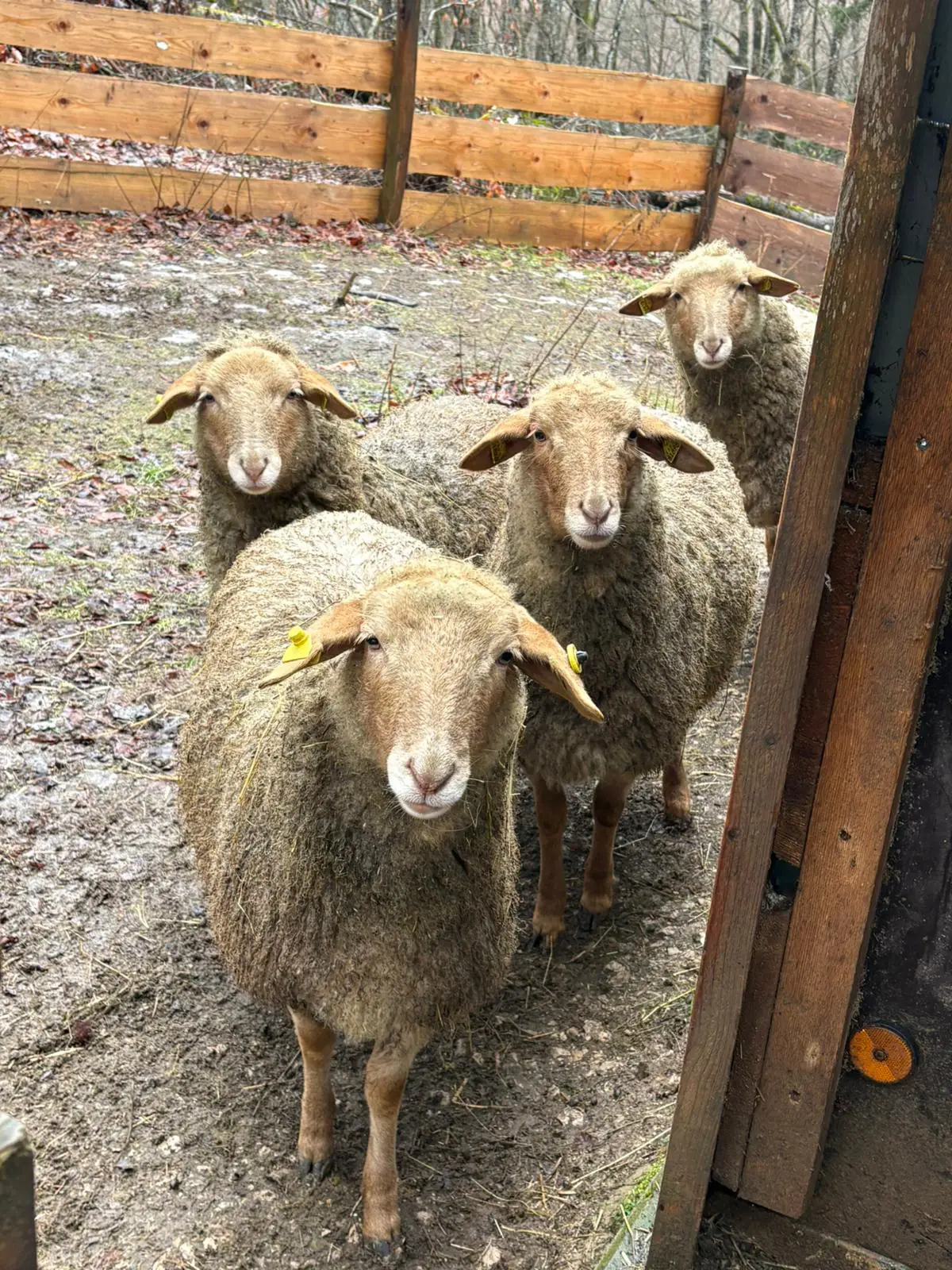 Vier Schafe stehen dicht beieinander in einem schlammigen Gehege und schauen direkt zur Kamera.