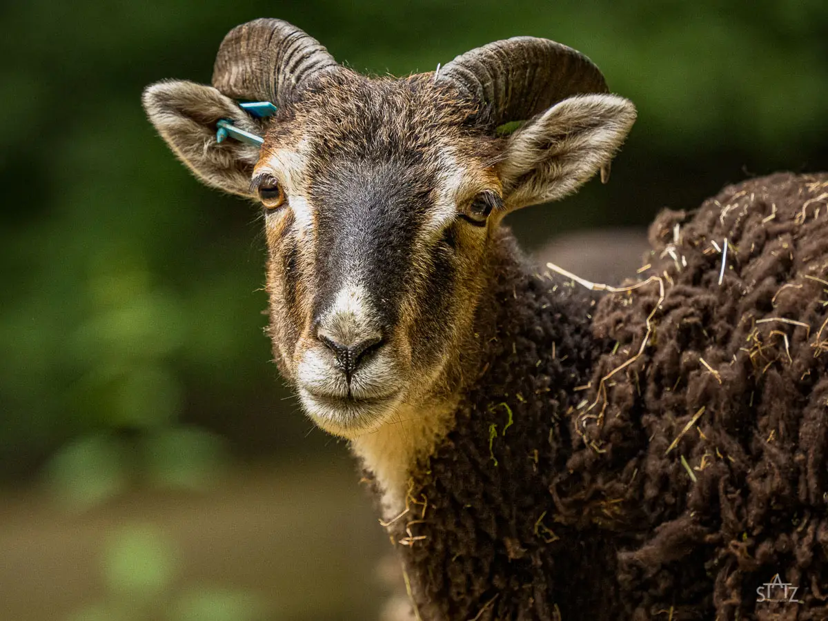 Ein Schaf mit braun-weißer Wolle und gebogenen Hörnern steht im Freien, Ohrenmarke am Ohr, grüner, unscharfer Hintergrund.