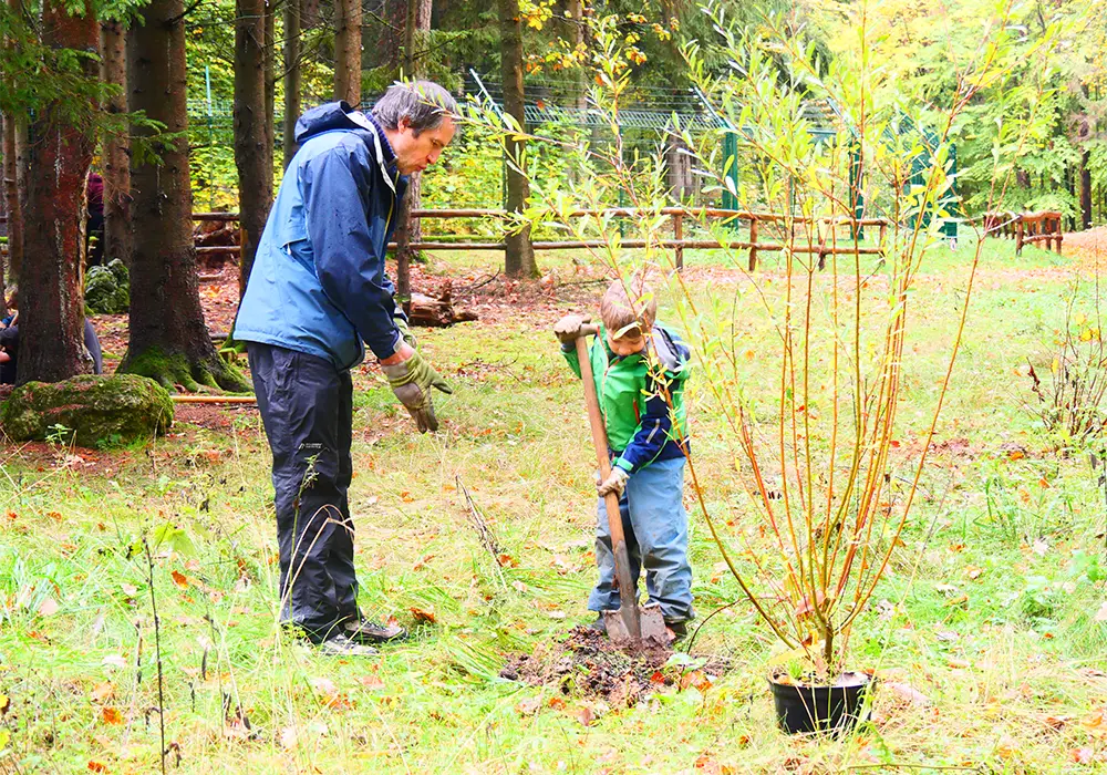 Ein Erwachsener und ein Kind pflanzen gemeinsam einen kleinen Baum im Wald, mit einer Schaufel und einem jungen Baum im Topf.