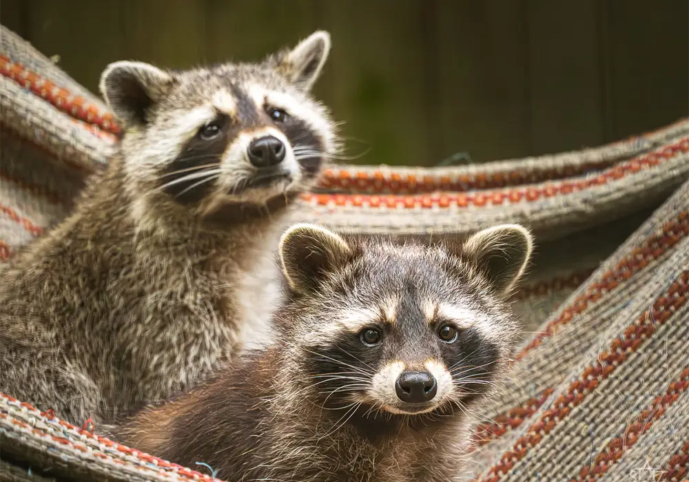 Zwei Waschbären sitzen zusammen auf einer Decke und schauen neugierig in die Kamera.