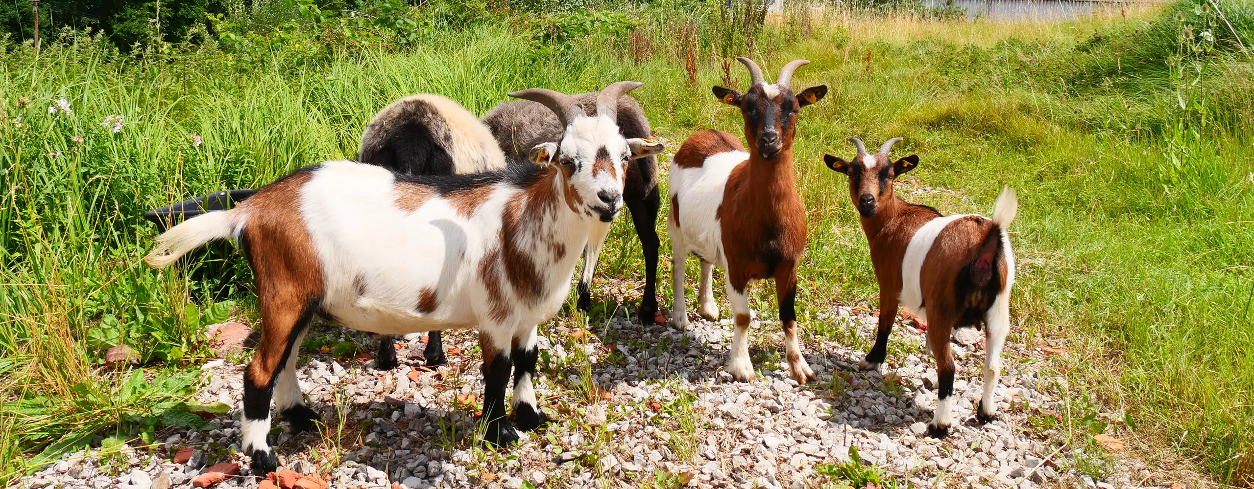 Eine Gruppe Ziegen steht auf einer Wiese mit Kiesboden und blickt in die Kamera.