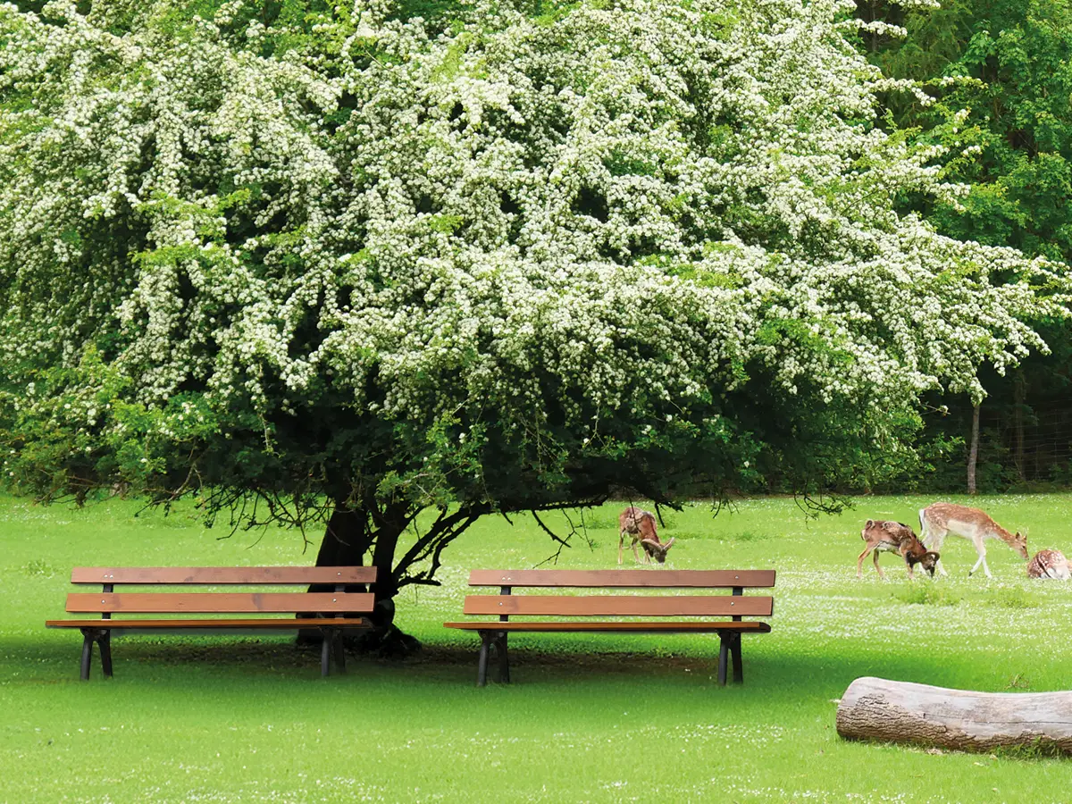 Zwei Parkbänke stehen unter einem blühenden Baum auf einer grünen Wiese. Im Hintergrund grasen Rehe.