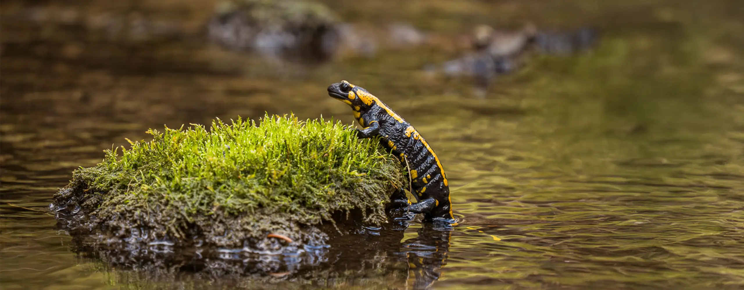 Ein Feuersalamander mit schwarzer und gelber Musterung sitzt auf einem moosbedeckten Stein am Rand eines kleinen Bachs.