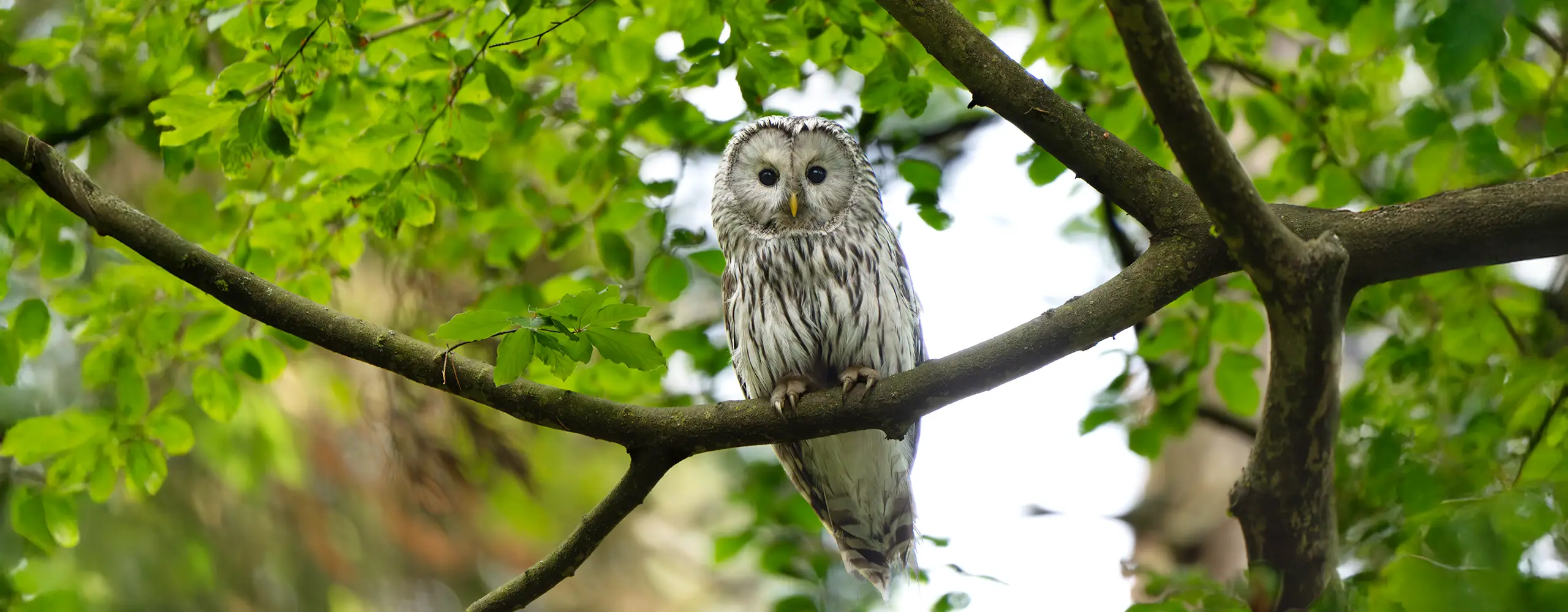 Eine Eule mit grauem Gefieder sitzt auf einem Ast, umgeben von grünen Blättern, und blickt direkt in die Kamera.