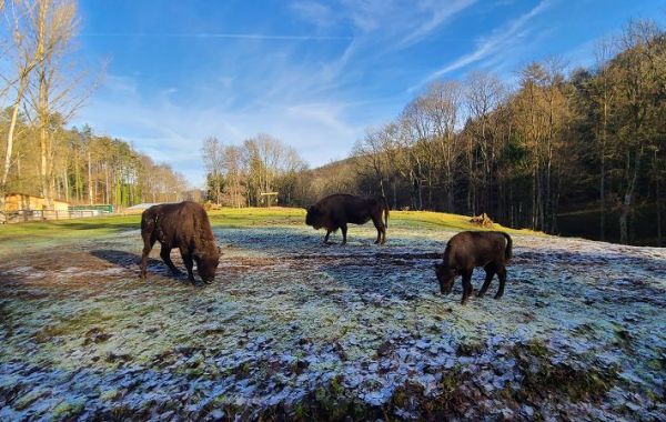 Drei Bisons grasen auf einer frostigen Wiese vor einem bewaldeten Hintergrund unter blauem Himmel.