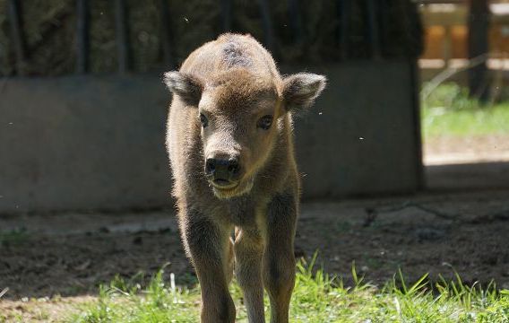 Ein junger Bison steht auf einer Wiese und blickt direkt in die Kamera, im Hintergrund unscharfe Natur.