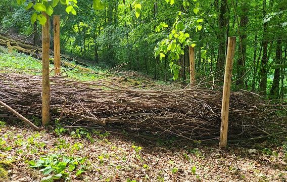 Ein Stapel aus Ästen und Zweigen liegt zwischen Holzpfosten im sonnigen, grünen Wald auf dem Waldboden.