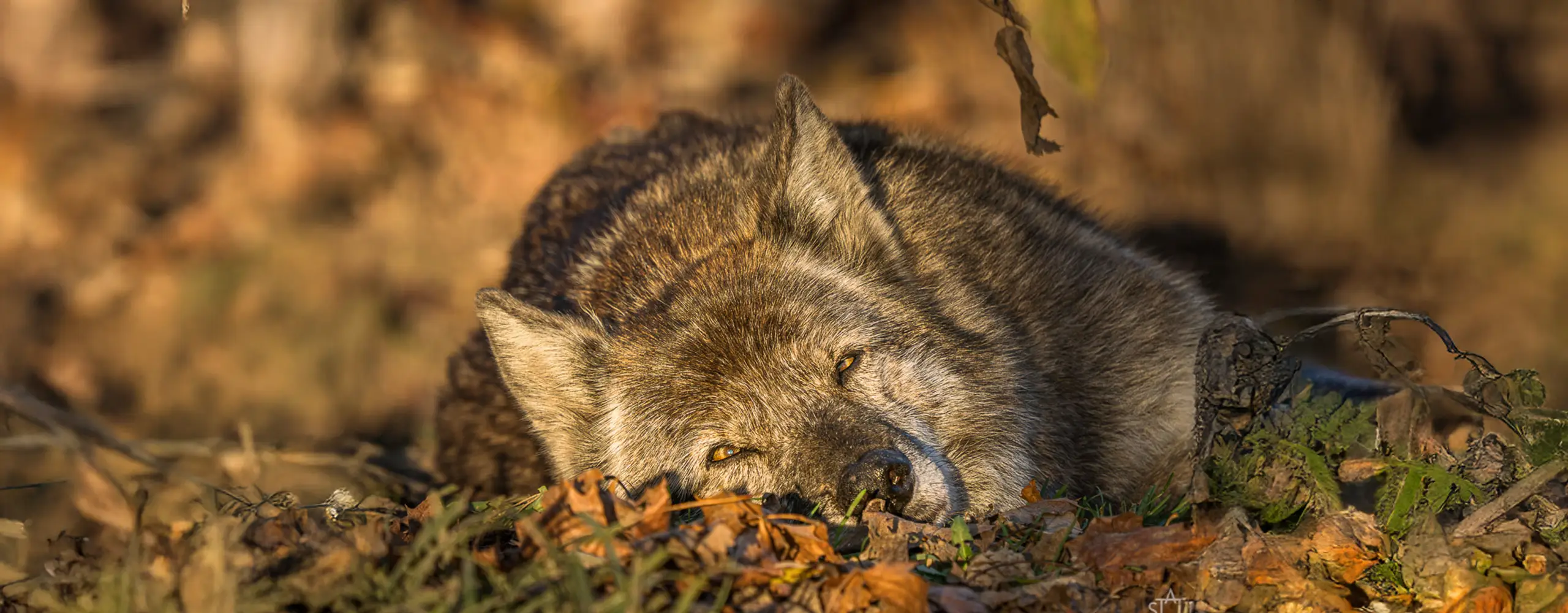 Ein Wolf liegt auf dem Waldboden und ruht sich aus, sein Kopf ist auf die Vorderpfoten gelegt, umgeben von Herbstlaub.