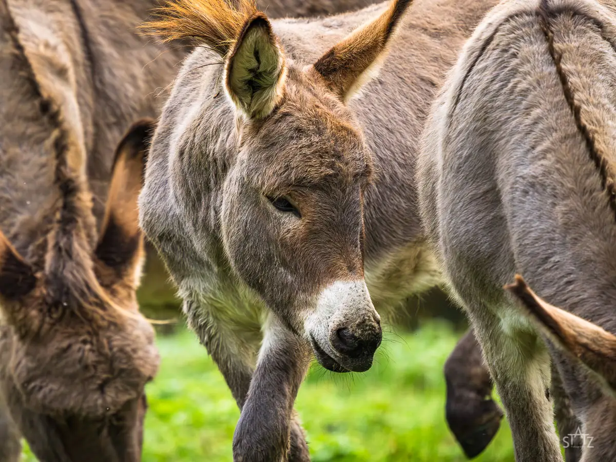 Ein Esel steht auf einer grünen Wiese, umgeben von weiteren Eseln. Das Fell ist grau und das Tier schaut nach unten.