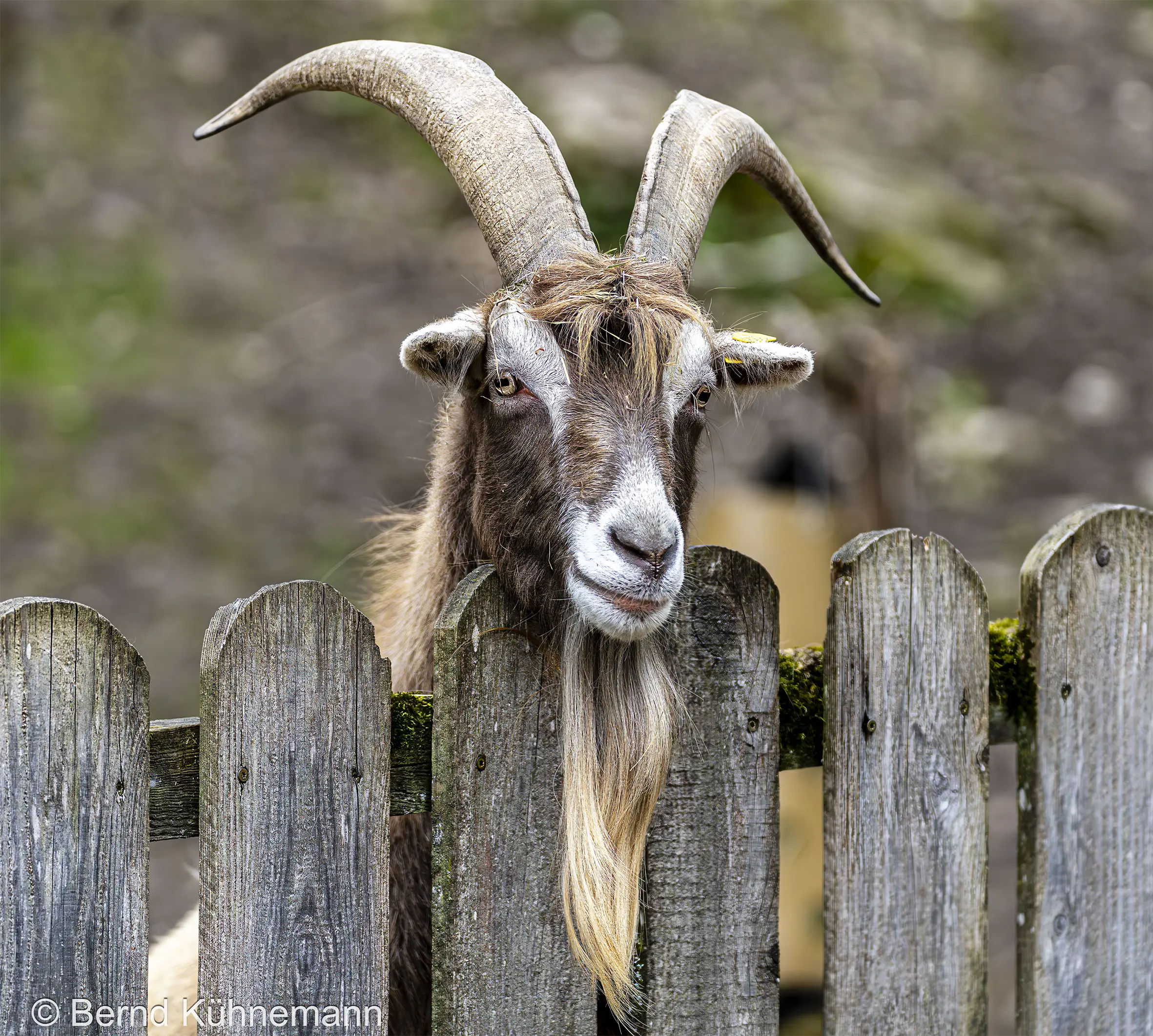 Eine Ziege mit großen, gebogenen Hörnern schaut neugierig über einen hölzernen Zaun im Freien.