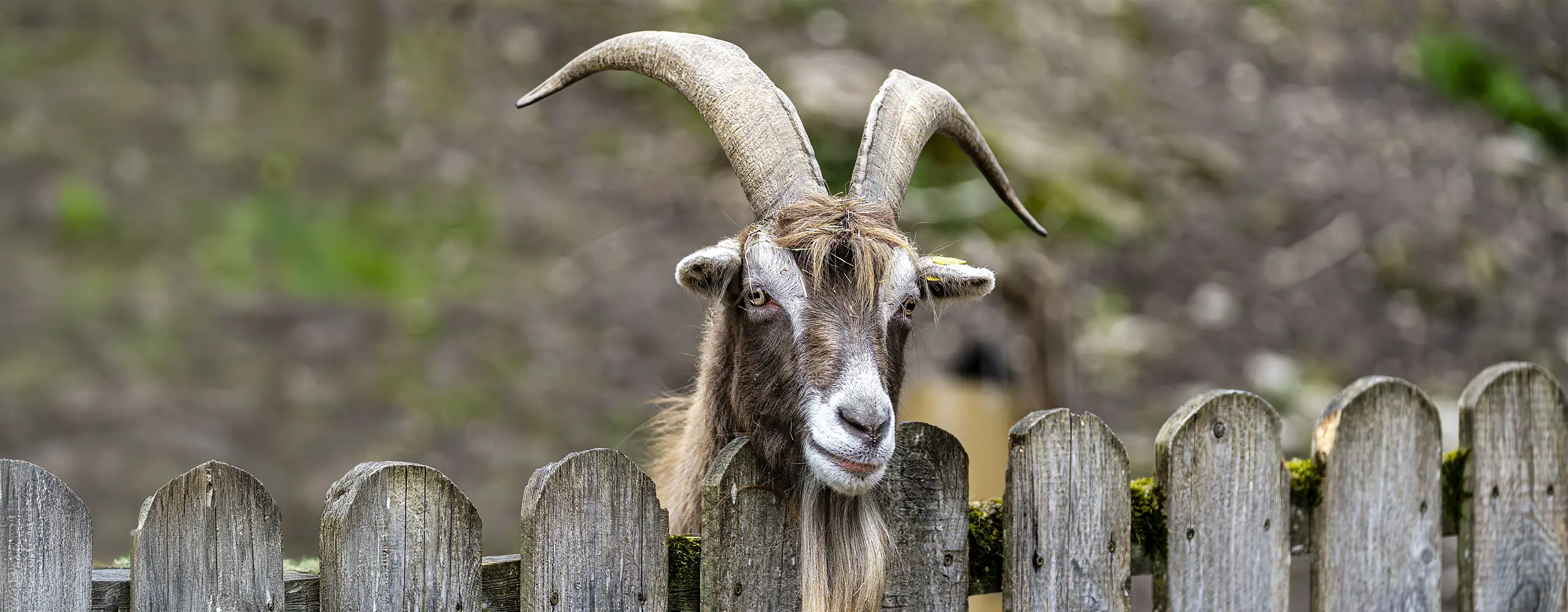 Eine Ziege mit langen, gebogenen Hörnern schaut über einen Holzzaun. Der Hintergrund ist unscharf und natürlich.