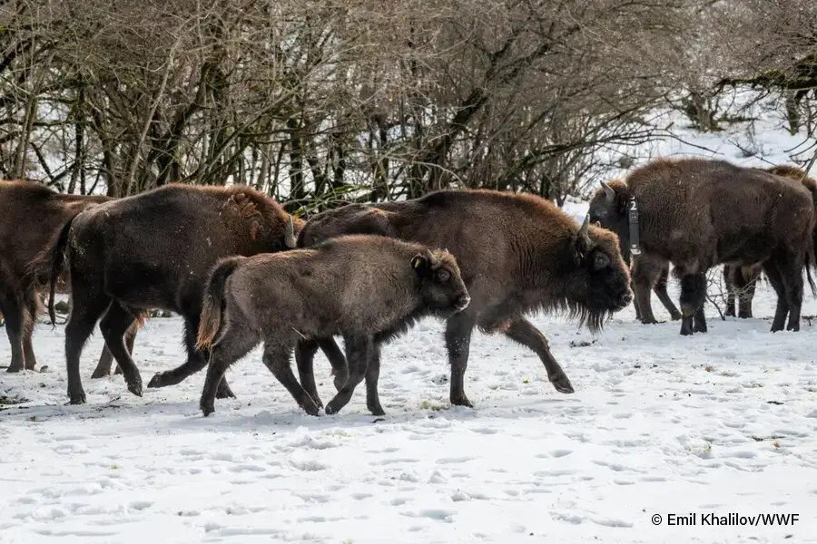 Eine kleine Herde von Wisenten läuft durch eine schneebedeckte Landschaft mit Bäumen im Hintergrund.