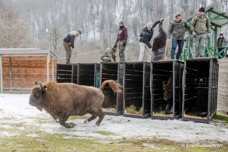 Ein Wisent läuft aus einem Container, während mehrere Menschen oben stehen und zusehen. Die Umgebung ist winterlich und bewaldet.