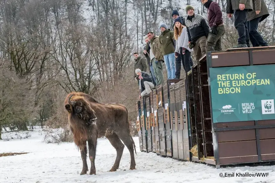 Ein Wisent steht im Schnee vor Containern, auf denen mehrere Menschen stehen und ihn beobachten.