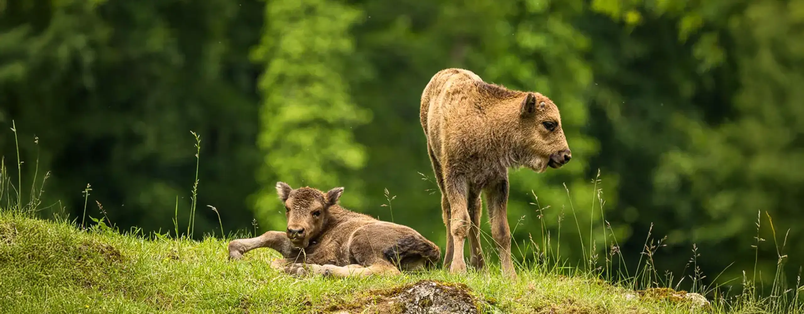 Zwei junge Bisons ruhen und grasen auf einer grünen Wiese mit verschwommenem Wald im Hintergrund.
